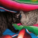 Colt and buddy Mau, Bronze, Male, DOB 4-10-20