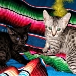 Colt and buddy Mau, Bronze, Male, DOB 4-10-20