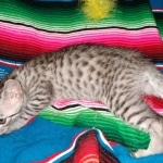 Colt, Mau, Bronze, Male, DOB 4-10-20