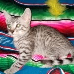 Colt, Mau, Bronze, Male, DOB 4-10-20