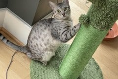 Eli Egyptian Mau Cool Bronze Male DOB 4-10-21