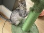Eli Egyptian Mau Cool Bronze Male DOB 4-10-21