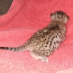 Egyptian Mau male DOB 4-10-21