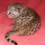 Egyptian Mau male DOB 4-10-21