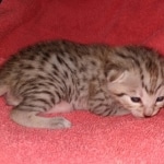 Egyptian Mau male DOB 4-10-21