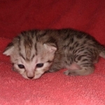 Egyptian Mau male DOB 4-10-21