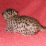 Egyptian Mau male DOB 4-10-21