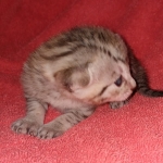 Egyptian Mau male DOB 4-10-21