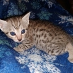 Egyptian Mau male DOB 4-10-21