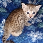 Egyptian Mau male DOB 4-10-21