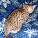 Egyptian Mau male DOB 4-10-21
