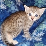 Egyptian Mau male DOB 4-10-21