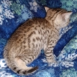 Egyptian Mau male DOB 4-10-21