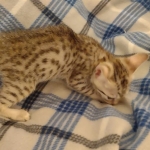 Egyptian Mau male DOB 4-10-21