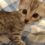 Egyptian Mau male DOB 4-10-21
