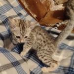 Egyptian Mau male DOB 4-10-21