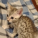 Egyptian Mau male DOB 4-10-21