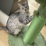 Eli Egyptian Mau male DOB 4-10-21