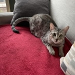 Eli Egyptian Mau male DOB 4-10-21