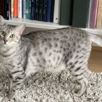 Eli Egyptian Mau male DOB 4-10-21