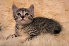 Jihad, Egyptian Mau, Cool Bronze Male DOB 8-3-19