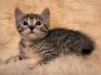 Jihad, Egyptian Mau, Cool Bronze Male DOB 8-3-19
