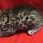 Mau, Cool Bronze, Male, DOB 8-3-19