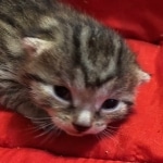 Mau, Cool Bronze, Male, DOB 8-3-19