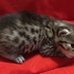 Mau, Cool Bronze, Male, DOB 8-3-19