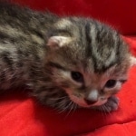 Mau, Cool Bronze, Male, DOB 8-3-19