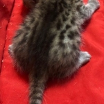 Mau, Cool Bronze, Male, DOB 8-3-19