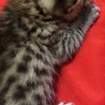Mau, Cool Bronze, Male, DOB 8-3-19