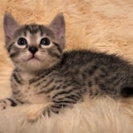 Mau, Cool Bronze, Male, DOB 8-3-19