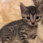 Mau, Cool Bronze, Male, DOB 8-3-19