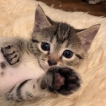 Mau, Cool Bronze, Male, DOB 8-3-19
