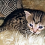 Mau, Cool Bronze, Male, DOB 8-3-19
