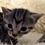 Mau, Cool Bronze, Male, DOB 8-3-19