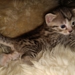 Mau, Cool Bronze, Male, DOB 8-3-19