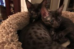 Ragnar Egyptian Mau Dark Smoke Male DOB 9-10-16