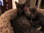 Ragnar Egyptian Mau Dark Smoke Male DOB 9-10-16