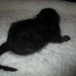 Egyptian Mau, Dark Smoke Male DOB 9-10-16