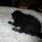 Egyptian Mau, Dark Smoke Male DOB 9-10-16