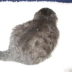 Egyptian Mau, Dark Smoke Male DOB 9-10-16