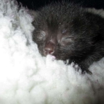 Egyptian Mau, Dark Smoke Male DOB 9-10-16