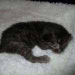 Egyptian Mau, Dark Smoke Male DOB 9-10-16