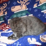 Egyptian Mau, Dark Smoke Male DOB 9-10-16