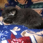 Egyptian Mau, Dark Smoke Male DOB 9-10-16