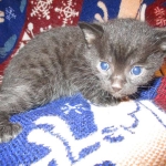 Egyptian Mau, Dark Smoke Male DOB 9-10-16