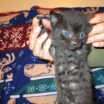 Egyptian Mau, Dark Smoke Male DOB 9-10-16