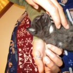 Egyptian Mau, Dark Smoke Male DOB 9-10-16